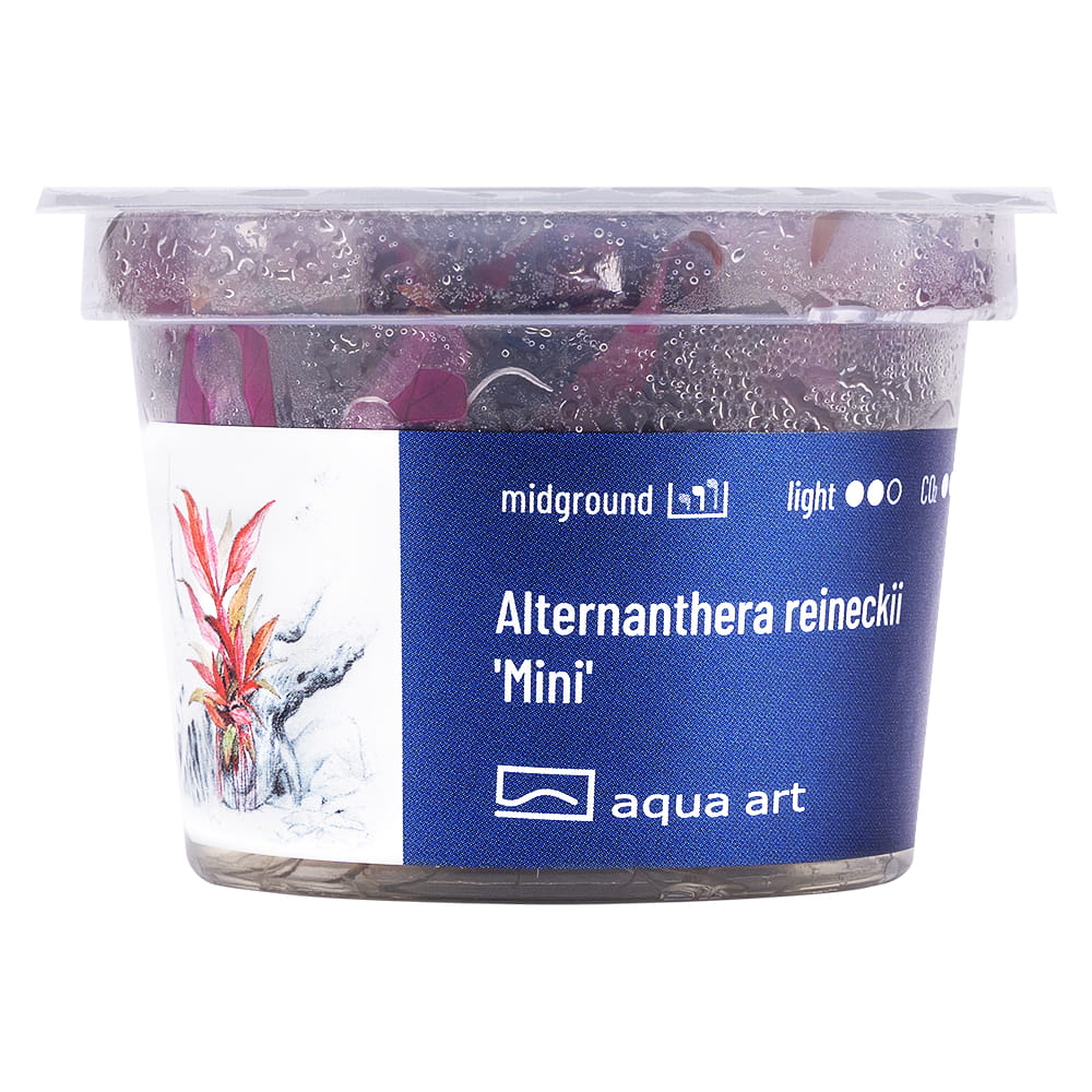 1200 Alternanthera reineckii 'Mini' - front.jpg
